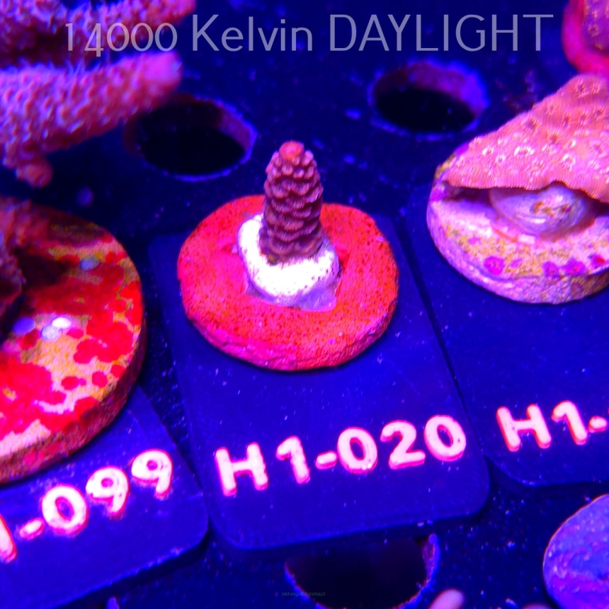 Acropora sp. PREMIUM (24.05.2026) H1-020  2cm