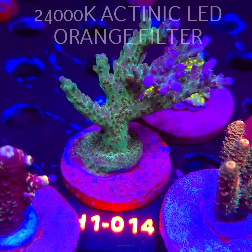 Acropora sp. (01.02.2026) H1-014  8cm