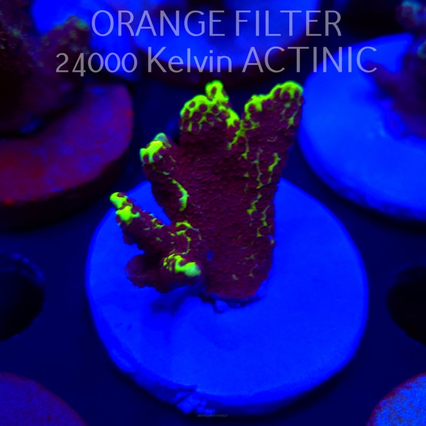 Acropora sp. SPECIAL (04.10.2025)  5cm