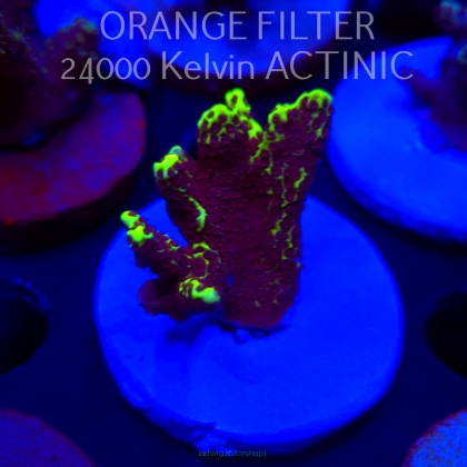 Acropora sp. SPECIAL (04.10.2025)  5cm