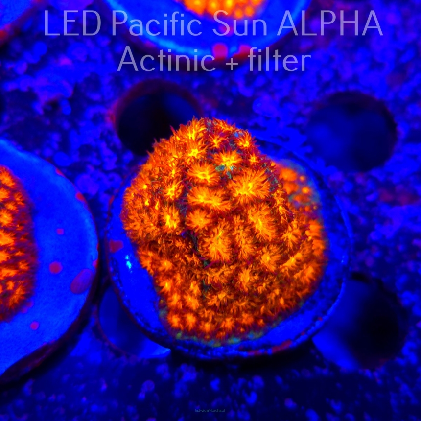 Leptastrea pruinosa ORANGE (22.01.2025)  5cm