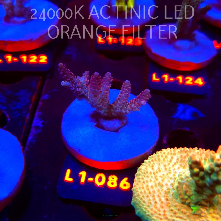 Acropora RED PLANET ULTRA AUSTRALIA (02.08.2026) L1-086  5cm