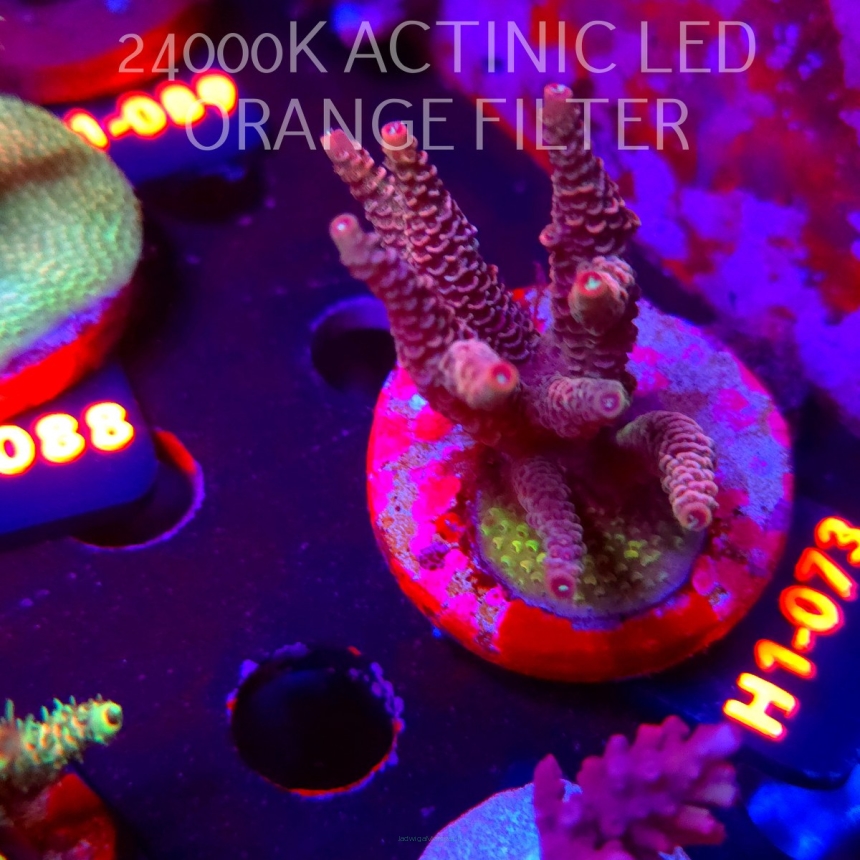 Acropora MILLEPORA PINK FUSION (24.05.2026) H1-073  6cm