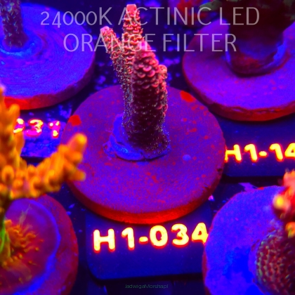 Acropora spathulata CORAL SEA ULTRA RED (02.02.2026) H1-034  5cm