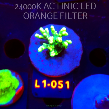 Acropora ACULEUS HIGHLIGHTER SSA (03.08.2026) L1-051  3cm