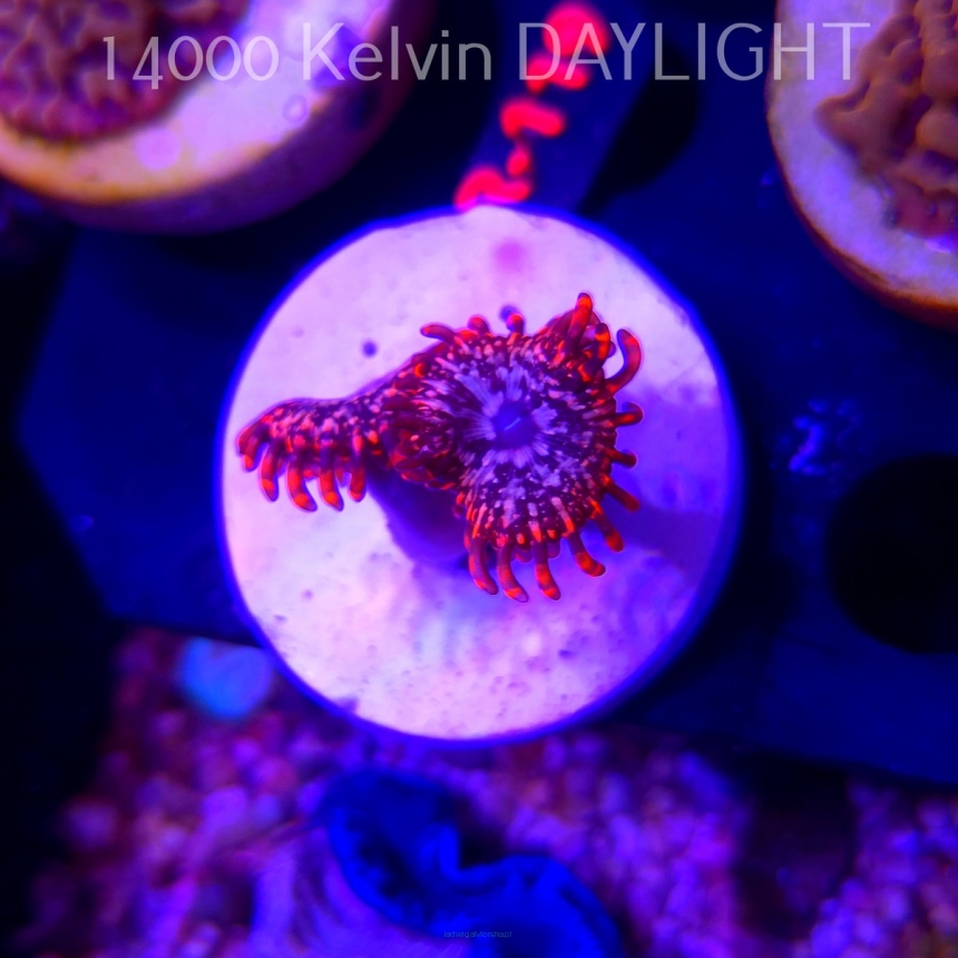 Zoanthus UTTER CHAOS (03.03.2026)  2P