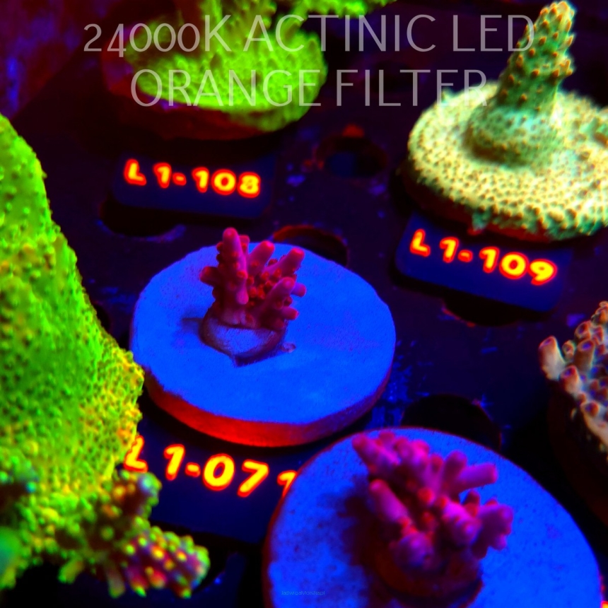 Acropora JMC PINK DREAM (02.08.2026) L1-071  2cm