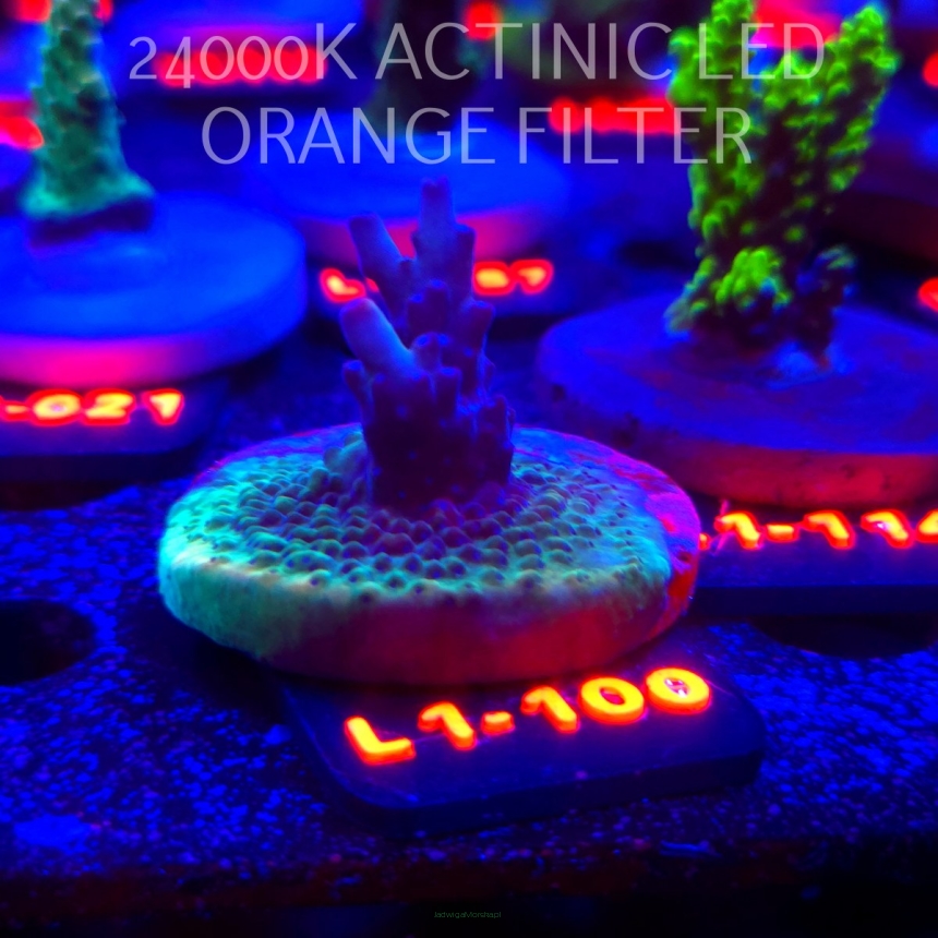 Acropora JMC PINK DREAM (09.10.2025) L1-100  4cm