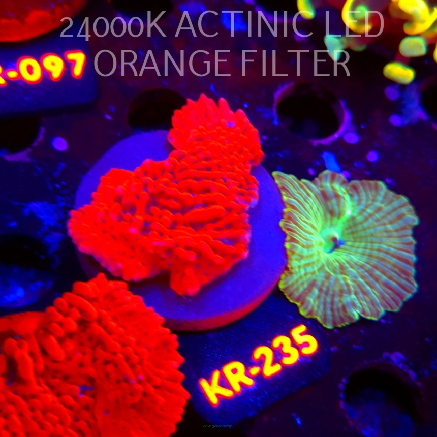 Montipora JASON FOX MEAN STREAK (01.06.2026) KR-235  5cm