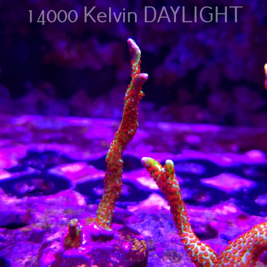 Montipora samarensis BUBBLEGUM (11.08.2025) MM6-III-12  7cm