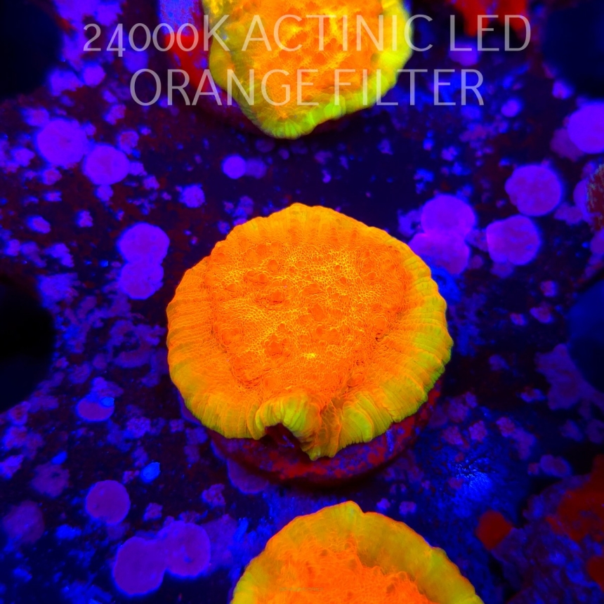 Echinophyllia GOLD Rush Chalice (15.01.2026) H3  3cm