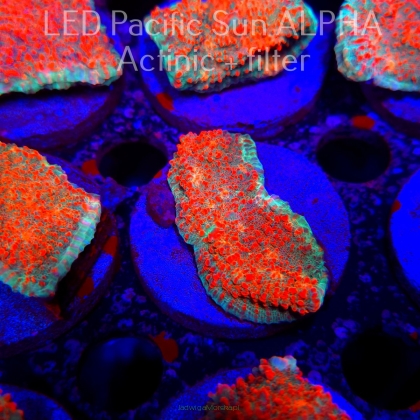 Echinophyllia Lava Rush Chalice (22.01.2025)  5cm