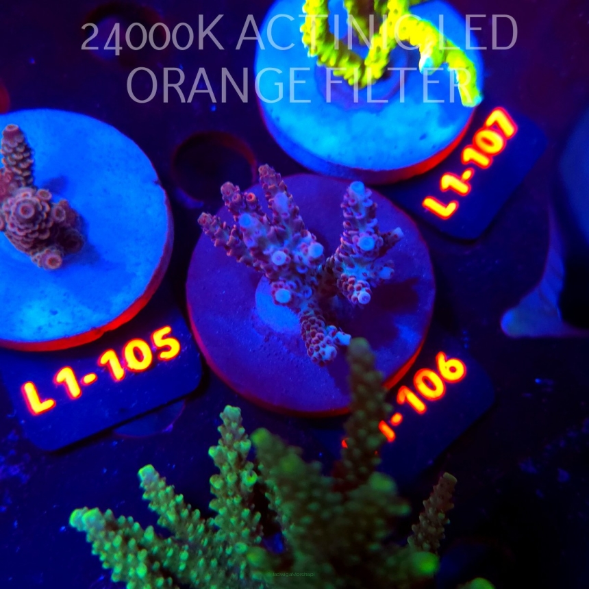 Acropora CORAL SEA ULTRA (03.08.2026) L1-106  6cm
