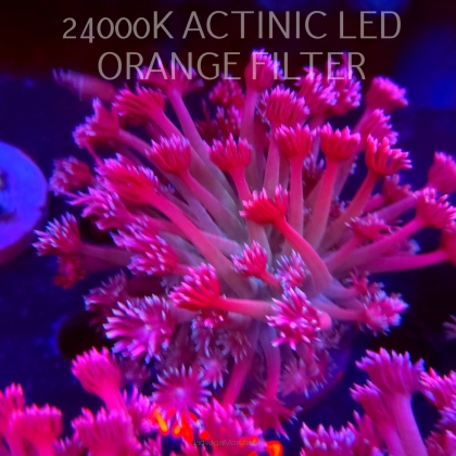 Goniopora stokesi RAINBOW (04.12.2025) KR-041