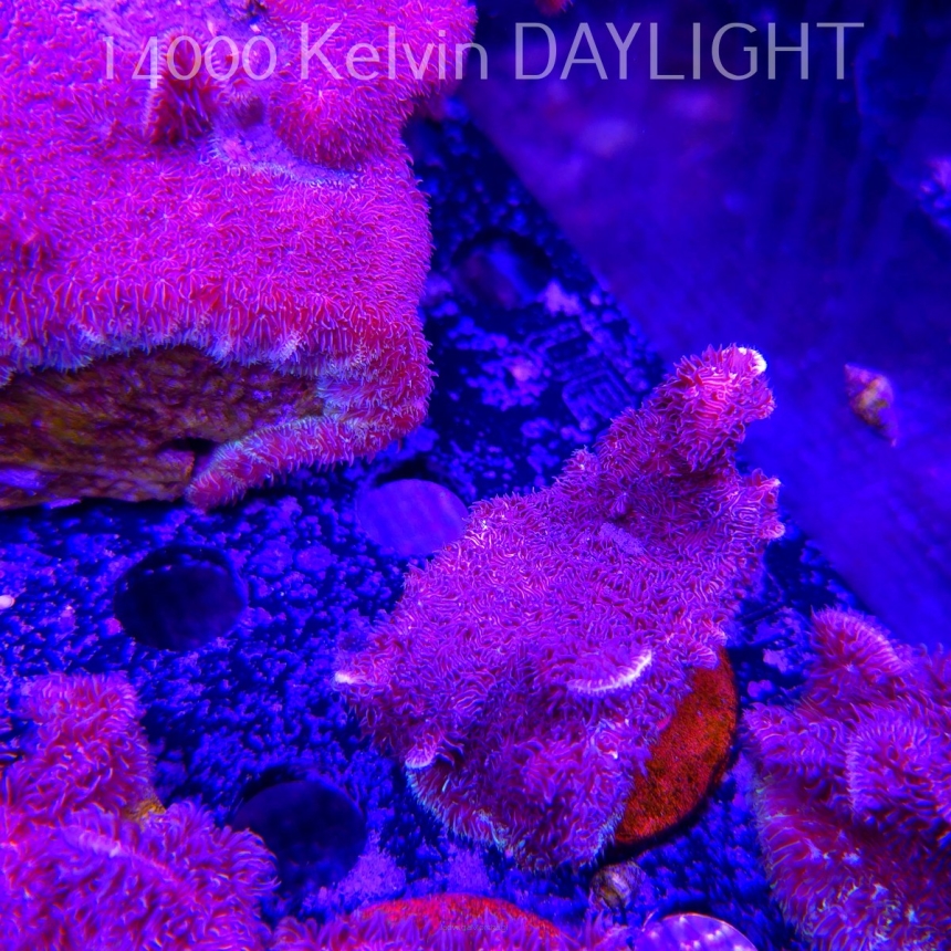 Pavona decussata (19.09.2025)  7cm