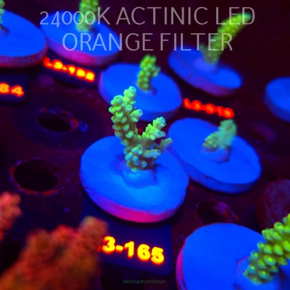 Acropora KENTI YELLOW CORAL SEA ULTRA (19.09.2026) L3-165  5cm