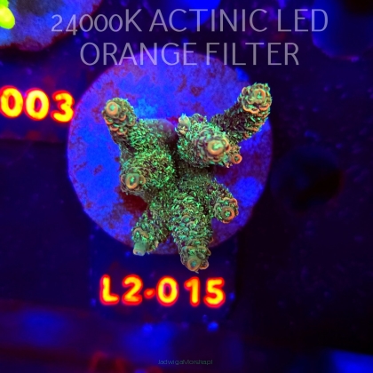 Acropora millepora CLOCKWORK ORANGE (19.03.2026) L2-015  5cm