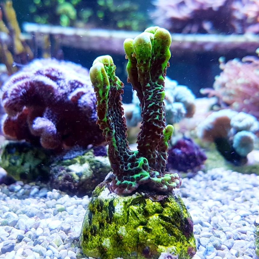 Montipora confusa