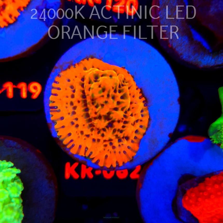 Montipora danae ULTRA (20.04.2026) KR-062  4cm