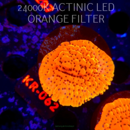 Montipora danae ULTRA (21.06.2026) KR-062  5cm