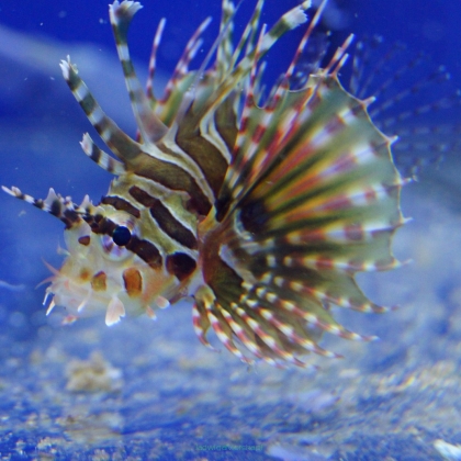 Dendrochirus zebra 4-5 cm