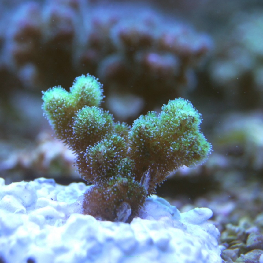 Pocillopora damicornis