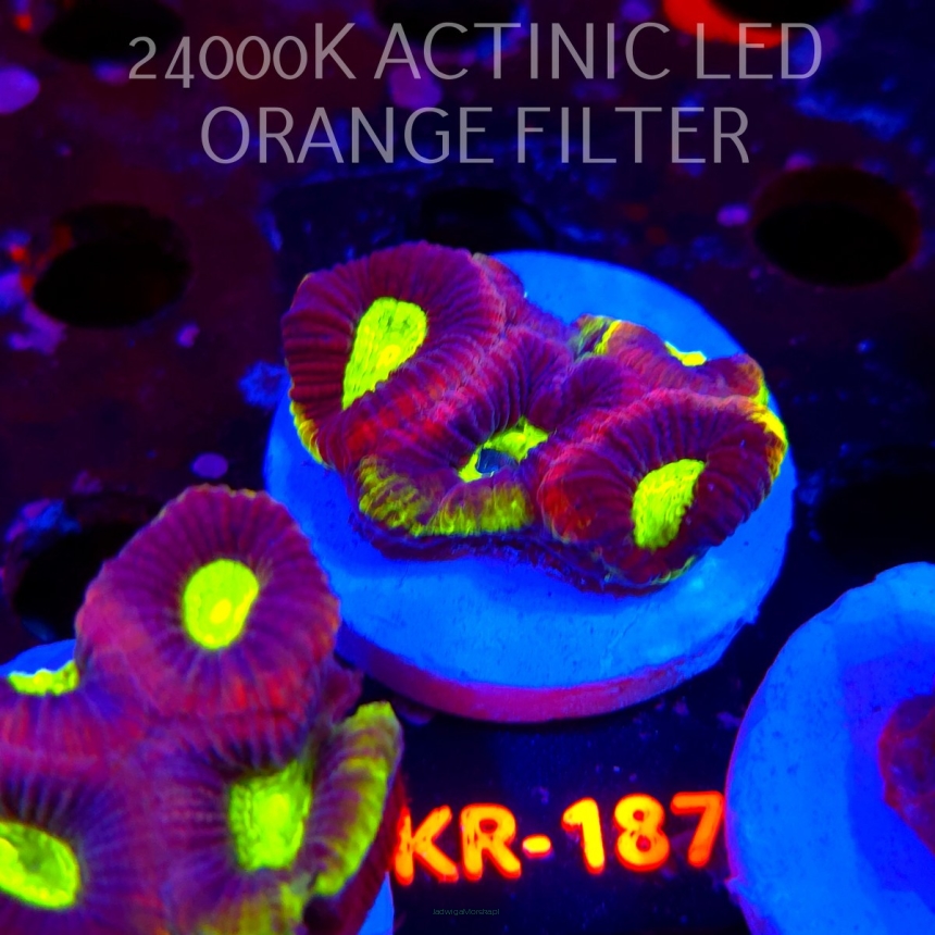 Favites complanata OG DRAGON SOUL (01.06.2026) KR-187  5cm