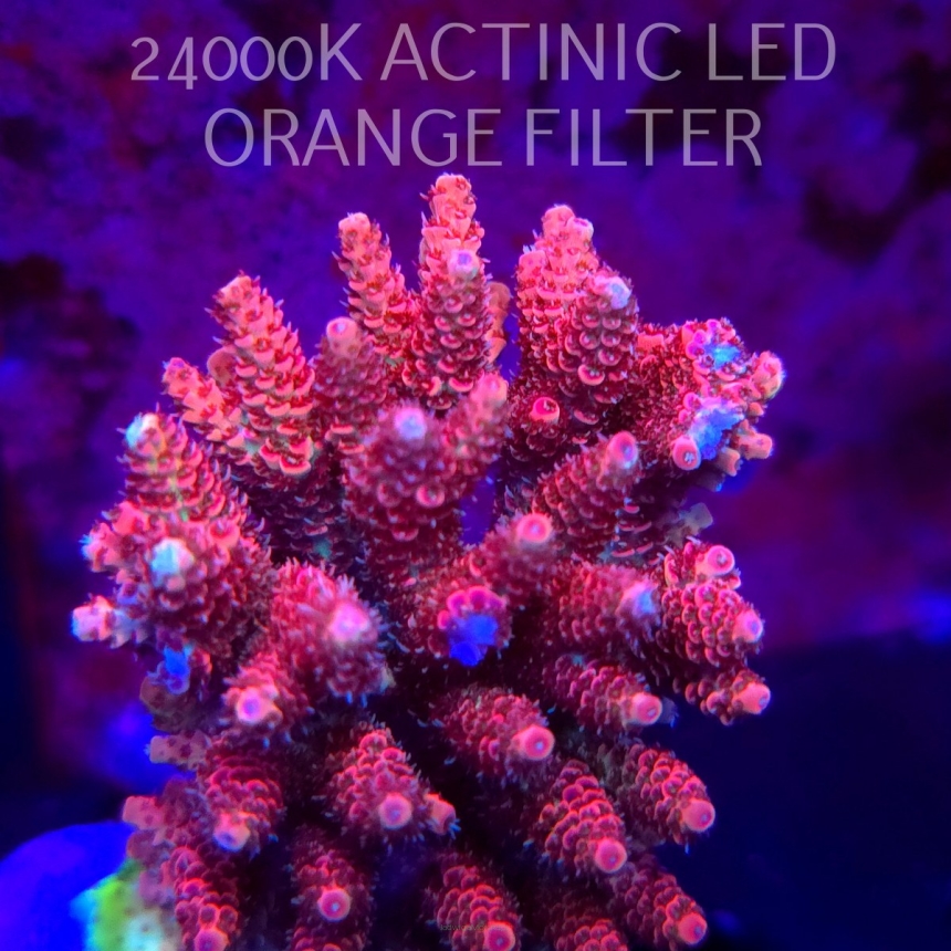 Acropora HYACINTHUS CORALSEA (07.02.2026)  10cm