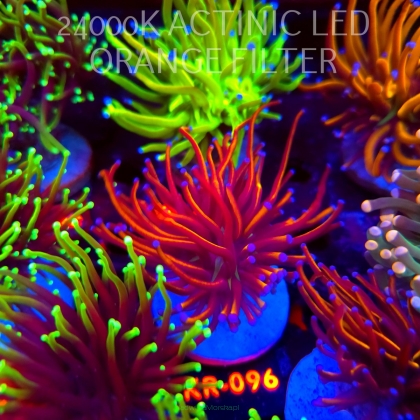 Euphyllia glabrescens Aussie GOLD 24K TORCH (04.04.2026) KR-096