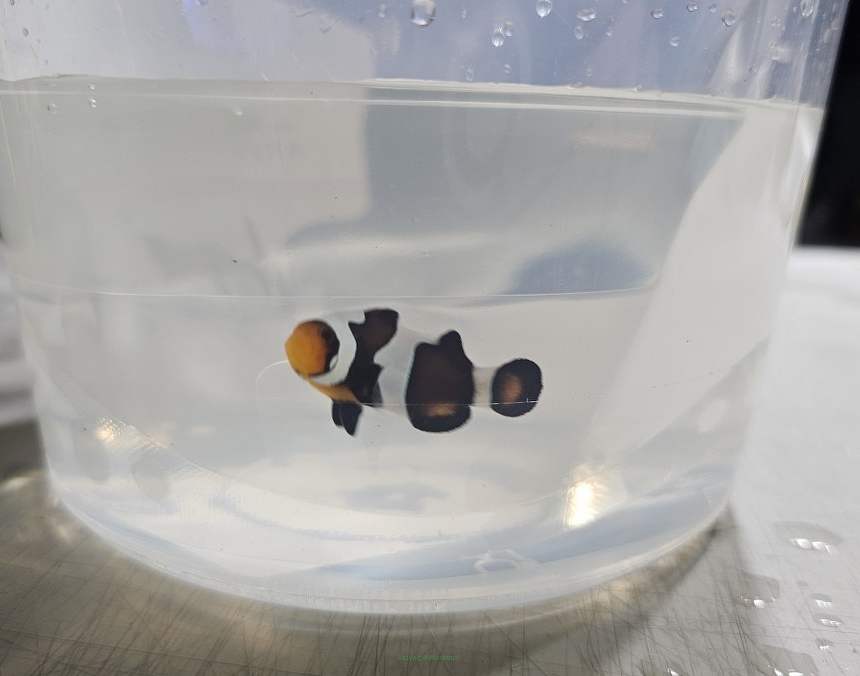 Amphiprion ocellaris WYSIWYG DARWIN TANK BRED 4cm