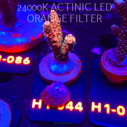 Acropora MILLEPORA JF SOLAR FLAME (02.02.2026) H1-044  4cm