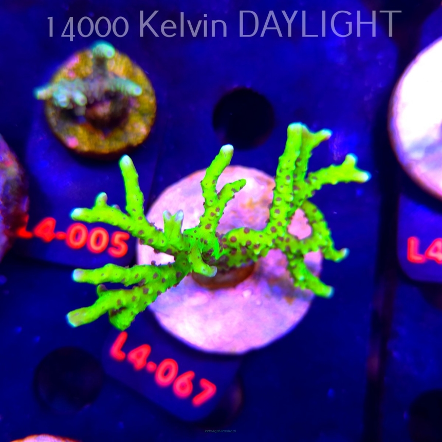 Anacropora WWC SLIMEBALL (19.05.2026) L4-067  8cm