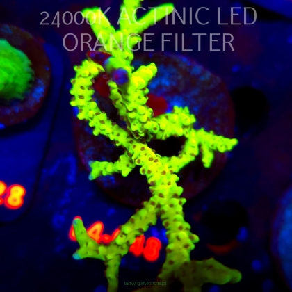 Anacropora WWC SLIMEBALL (06.01.2026) L4-048  8cm