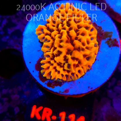 Montipora danae CRAZY T (20.07.2026) KR-114  4cm