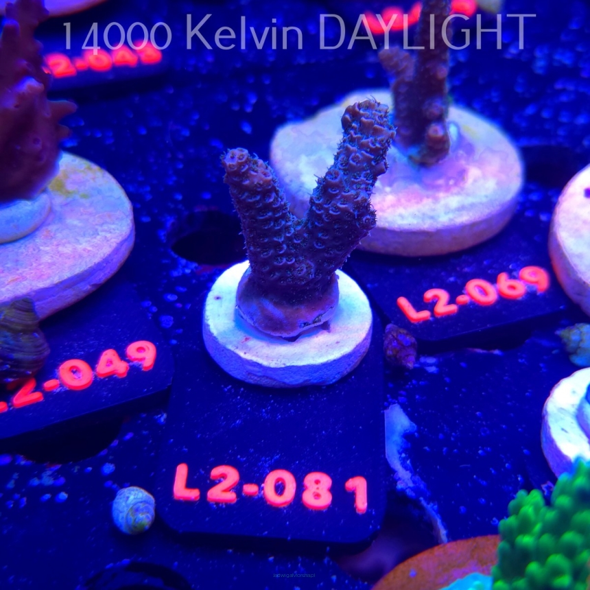 Acropora millepora BLUE (14.11.2025) L2-081  4cm