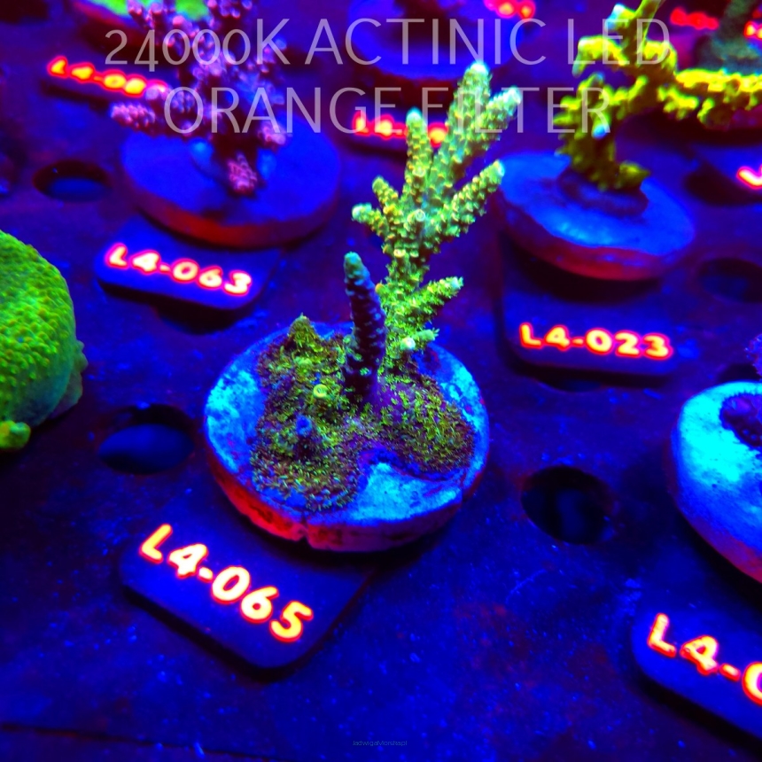 Acropora MILLEPORA SUNSET  (20.05.2026) L4-065  9cm