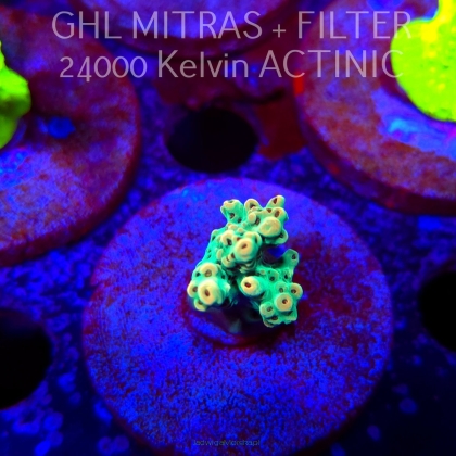 Acropora Jason Fox's Fox Flame Acro (20.02.2025) L4-III-5  3cm