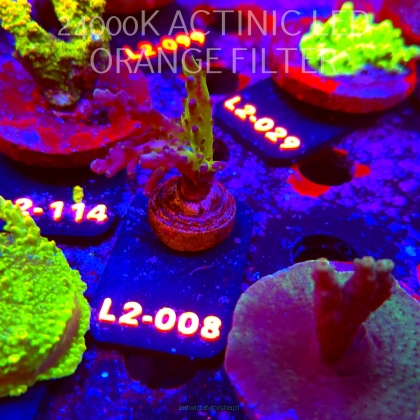 Acropora EC Frankie's Kryptonite (17.03.2026) L2-008  5cm