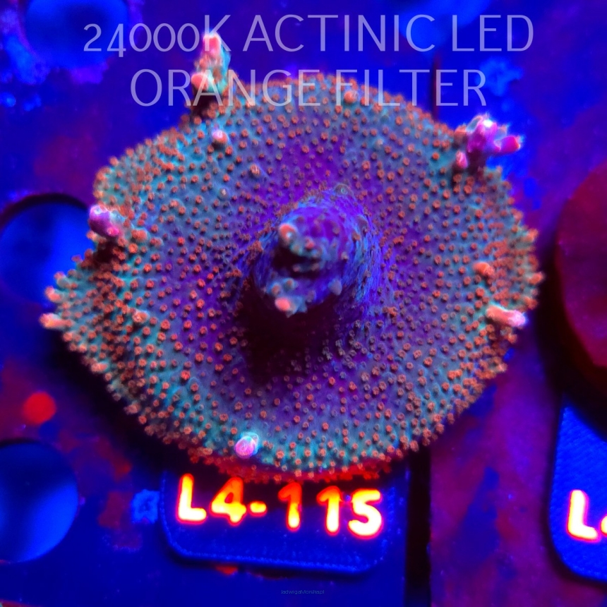 Acropora sp. PREMIUM AUSTRALIA (06.01.2026) L4-115  5cm