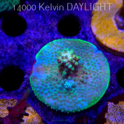 Acropora humilis URANIUM (21.06.2025) L4-II-6  5cm