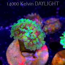 Euphyllia paraancora TOXIC GREEN (02.04.2025)