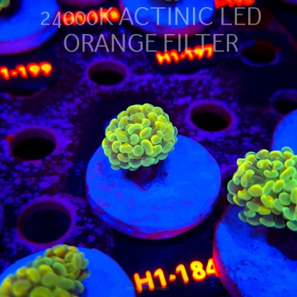 Euphyllia paraancora AUSSIE GREEN HOLOGRAM HAMMER (01.07.2026) H1-184