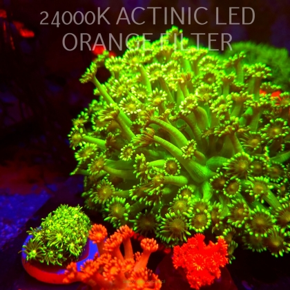 Goniopora Nuclear Green Highlighter (02.10.2026) KR-309