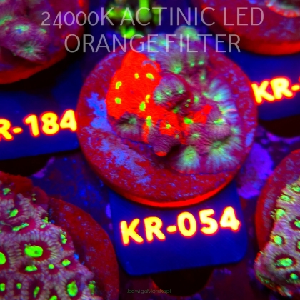 Favites Pentagona ULTRA War Coral (18.07.2026) KR-054  5cm