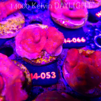 Blue Ridge Coral - Heliopora coerulea - Blue Fire Coral (01.06.2026) H4-053  5cm