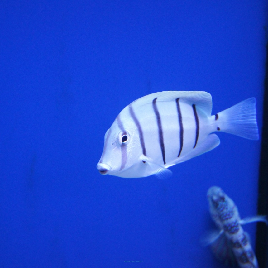 Acanthurus triostegius  6-8cm
