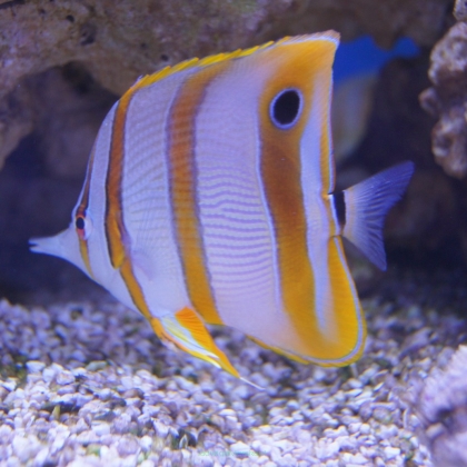 Chelmon rostratus rozmiar 9cm