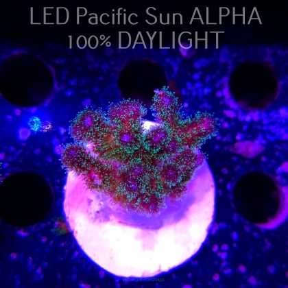 Pocillopora damicornis Bird of Paradise Birdsnest (23.01.2025)  4cm