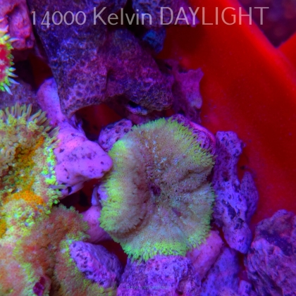 Stichodactyla TAPETUM Mini-Maxi Carpet Anemone GREEN FLUO (01.06.2025)  3cm