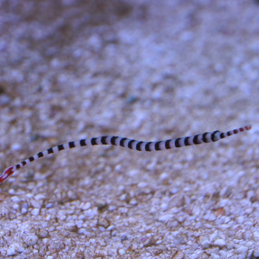 Doryrhamphus dactyliophorus (Iglicznia paskowana) 15-18 cm